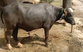 Katta black couler hissa