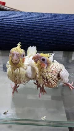 Cockatiel Homebred Baby Pair