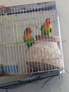 lovebird pair