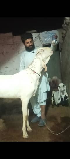 Fresh 2 dant Bakray khobsorat aur sehat mund