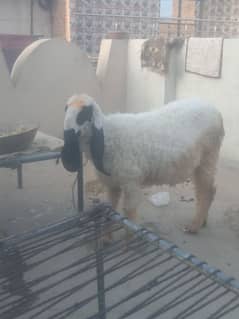 Qurbani chatra for sale