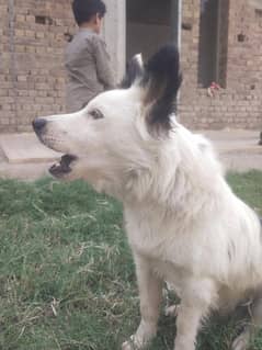 Pista Dog white  And Black Pista Dog  || Ghar ka paaltu dog hai.