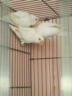 Albino
