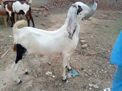 Qurbani