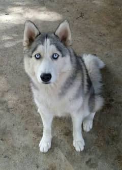 Siberian