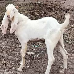 Qasai