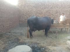 buffalo / cow