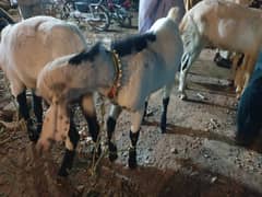2 daant khassi bakry sale for qurbani