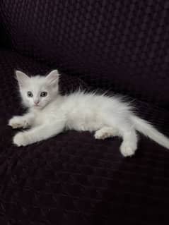 Persian baby female cat age 2 month