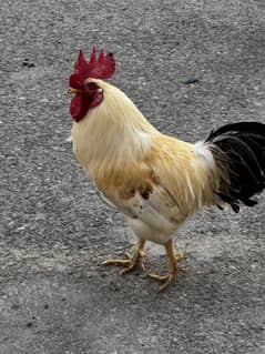 Golden Misiri for sale