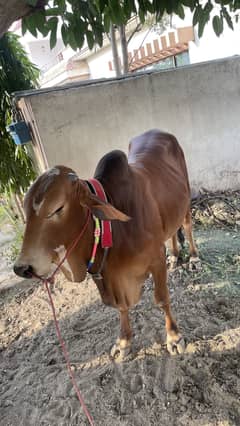 Sahiwali