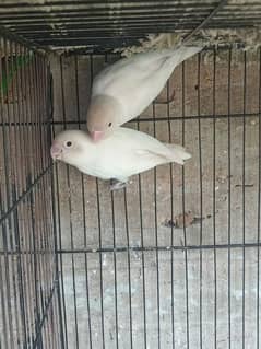 Fisher and Albino pair
