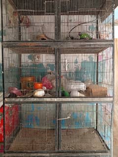 cage argant for sell