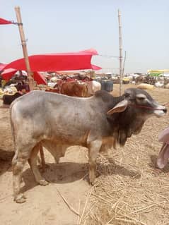 do dant bachra