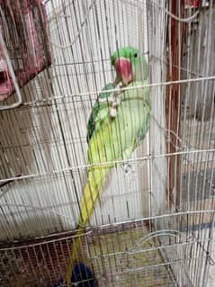 male and female pair no biting friendly pair and good talking