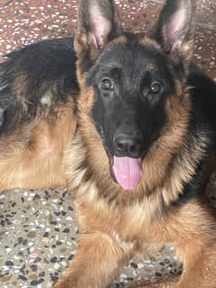 German shepherd puppy age 4month