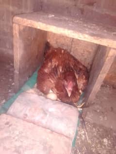 hint cross kurak