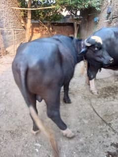 beautiful buffalo