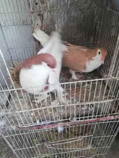 pigeon two  pairs available for sell