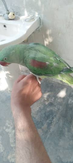 talking