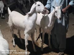 qurbani k bakry or weiry