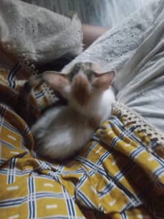 Persian cat