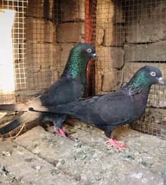 Kala zakh pair for sale 0301 9642309