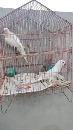 white ringneck pair for sale 03482947815