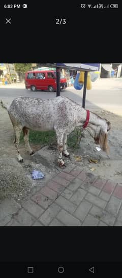 Bakra