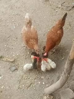 aseel murgee and murgy and aseel chicks
