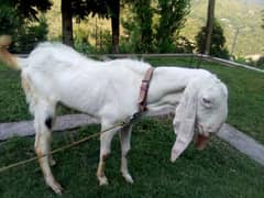 Billy Goat