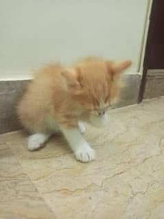 Persian