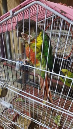 pineapple conor female and austrilan birds without cage