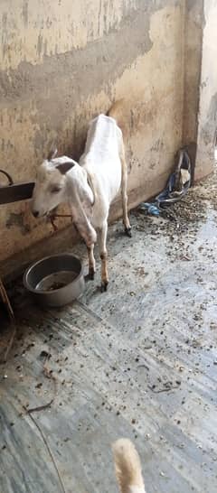 Goat1