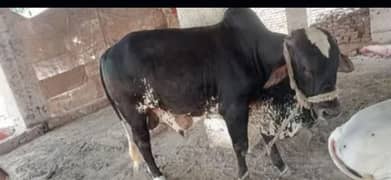 bail fare sale urgent qurbani ke like my WhatsApp number03266042625