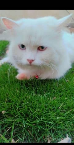 full long coat  beautiful adult  cat white color two colors eyes