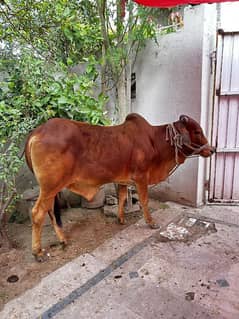 Qurbani Bull | Cow | Bachra | Bail | Vacha | Cholistani | Sahiwal