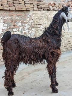 Qurani Bakra for sale.  (03469624205)