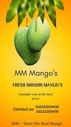Fresh Shindri Mango