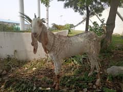 Bakra
