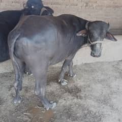 Boht hi pyara or munasib
