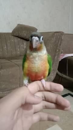 hand tame conure
