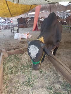 bulls