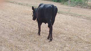 kisi ko hissa chaiye eid k liye KDA sector 1