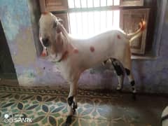 qurbani