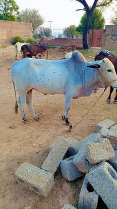 bull