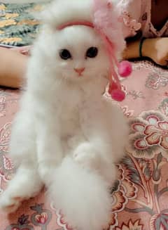 cute kitten punch face triple coat fluffy Kitten