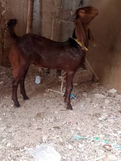 Bakra bakri