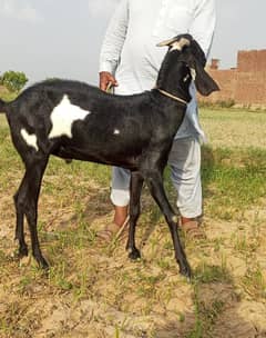 eid