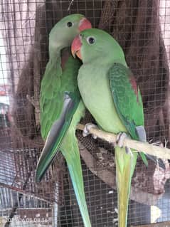 raw parrot